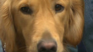 Dogs help Newtown heal after school shooting