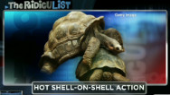 RidicuList: Tortoise shell-on-shell heat
