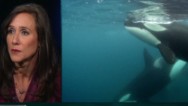 "Blackfish" filmmaker: I didn't come from animal activism