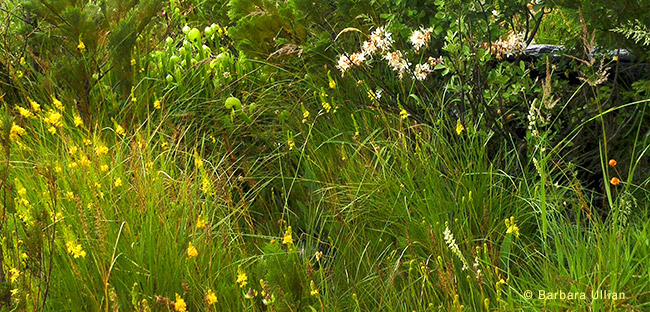 A streamside serpentine Darlingtonia wetland at No Name Creek in the Rough an Ready Creek Botanical Area. A mine haul route is proposed for this area.