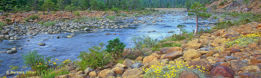 Rough and Ready Creek 