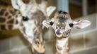 After a 14-month pregnancy by mama Tyra, the Houston Zoo has welcomed a new baby male giraffe to its McGovern Giraffe Habitat.