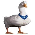 Aflac profit up 0.5% in third quarter