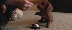 PUPPY RINGS BELL