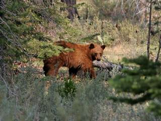 Surge in Bear Selfies Could Lead to a Grizzly End: Forest Service