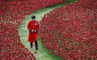 A bemedalled Chelsea Pensioner walks amongst red poppies in the moat at the Tower of London