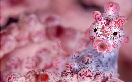 British wildlife photographer Alex Mustard has travelled the world snapping pictures of the weird and wonderful creatures found beneath the sea
