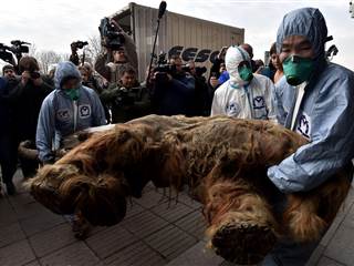 39,000 Year-Old Baby Mammoth Goes on Display in Moscow