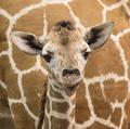 Baby giraffe a tall order at Buffalo Zoo