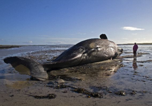 Fracking Whales 