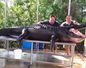 Man captures huge alligator