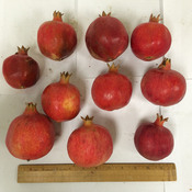 These pomegranates are about an inch smaller than the typical size, but they're packed with antioxidants.