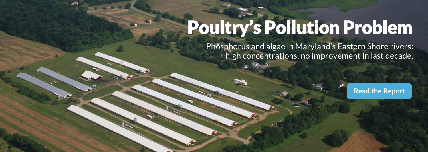 Poultrys-Pollution-Problem-2