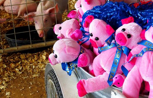 Photo: Becky Maddalena, a Lewisville resident, is this week's winner of the Official State Fair Photo Contest. She will receive a $500 gift card for Arlington Camera.  

Maddalena got to the fairgrounds earlier than intended and began wandering around the pig pens, where she stumbled upon a cart of stuffed pigs — and live pigs beside it.

“The irony of the situation made for a humorous photo,” Maddalena said.

Would you like to be our next winner? You can enter the contest here: http://res.dallasnews.com/interactives/statefairpics/