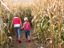 Get Lost In A Corn Maze