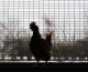 FILE - A chicken sits in coop (Photo by Joern Pollex/Getty Images)