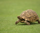File photo of a tortoise.  (credit: Warren Little/Getty Images)