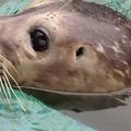 Blind baby seal finds home in Niagara Falls, needs name