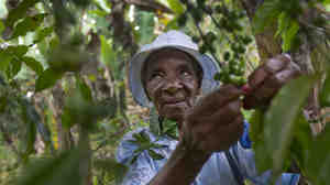 A Haitian woman holds cherries from a coffee tree. Haiti's coffee trade was once a flourishing industry, but it has been crippled by decades of deforestation, political chaos and now, climate change.