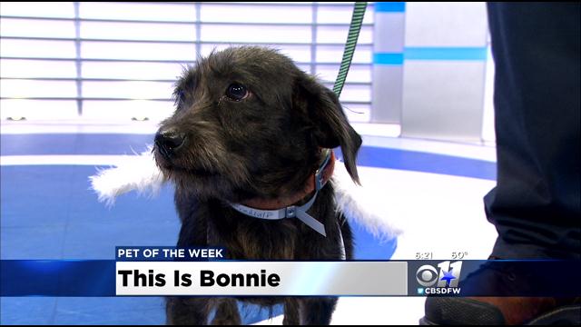 Pet Of The Week: Bonnie