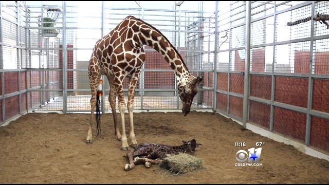 Dallas Zoo Welcomes Baby Giraffe