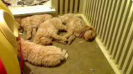 The best of both worlds: Goldendoodle puppies