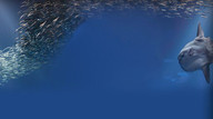 Monterey Bay Aquarium's Open Sea cam