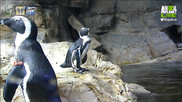 Animal Planet's African Penguin Cam