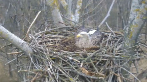 3 little White-tailed Eaglets in the Nest