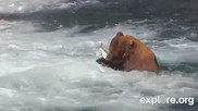 Brown bear catches dinner