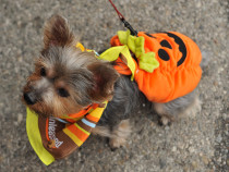 (Photo by Angela Weiss/Getty Images for ASPCA)