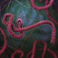 Six Portland hospitals get ready for Ebola, should it strike