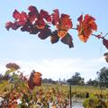 Despite drought, California wine grape harvest is third largest ever