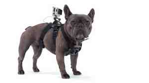 The GoPro Fetch can fit dogs as small as 15 pounds and as large as 120 pounds.