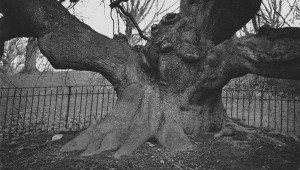 Philip van Keuren’s “Tree VIII”