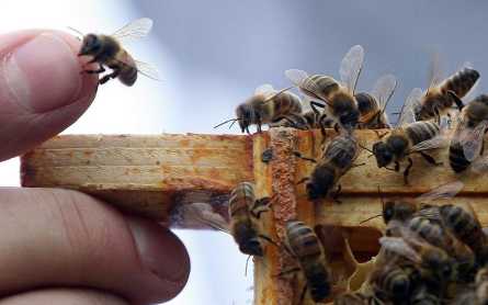 Tiny bugs could be the key to saving honeybee populations