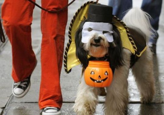 Some dogs enjoy wearing costumes; others get stressed