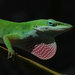 The green anole, left, is a native species that evolved better grip as a response to the invasion of its habitat by the brown anole.