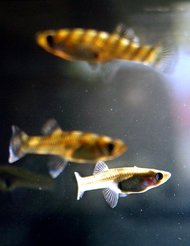 Mosquito fish, seen here in an aquarium in Virginia, are being deployed in the southern Chinese city of Guangzhou to help fight dengue fever.