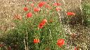 photograph of poppies