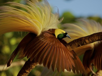 Photos: Birds That Flaunt Their Feathers 