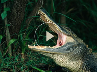 Throwback TV: Nuisance Alligators