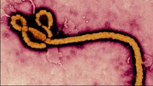Negative Stigma Towards People Exposed to Ebola