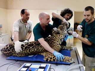 Rare Jaguar Holds Hopes for Species' Survival