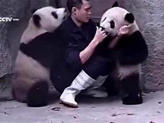 Aww: Zookeeper Wrestles Panda Cubs Who Won't Take Medicine