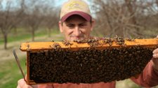 The Mystery of the Missing Bees