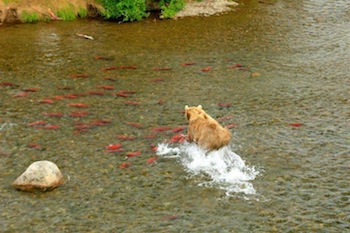 bearandsalmon