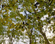 Woodland Trust Inspect Trees For Signs Of Ash Dieback Disease