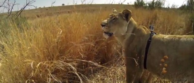 GoPro Lioness Hunts Down Buck with Kevin Richardson YouTube