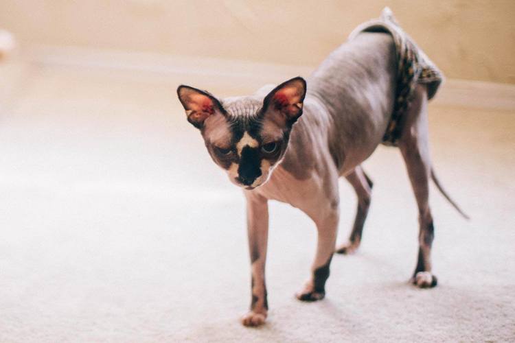 HUMANS OF DENTON Denton woman raises hairless cats.